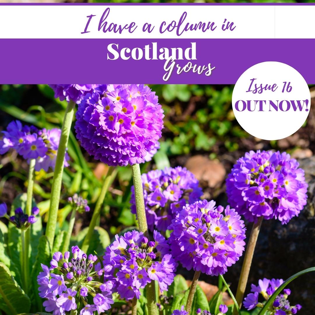 I_Have_A-Column-Scotland-grows